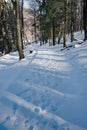 Snow Covered and Tree Lined Handicap Accessible Trail at the Peaks of Otter Royalty Free Stock Photo